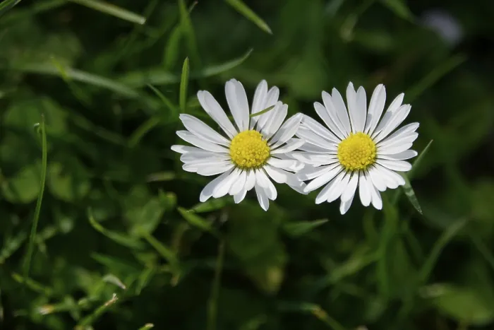 Framed Print : Common Daisy Print, Spring Germany Framed Print : Common Daisy Print, Spring Germany