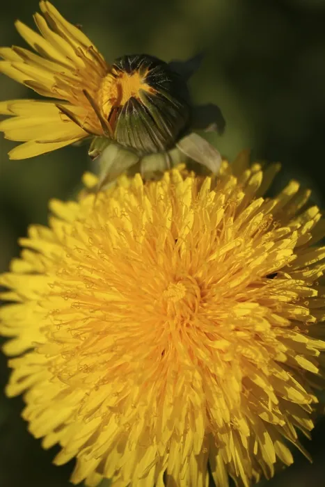 Framed Print : Common Dandelion Print Framed Print : Common Dandelion Print