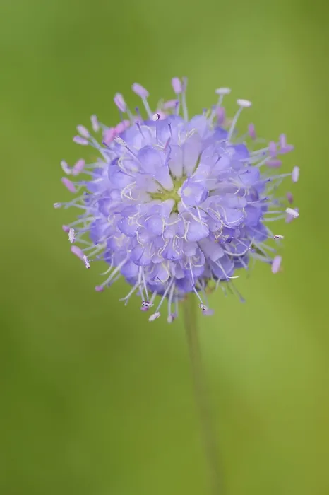 Framed Print : Common Devil's-Bit Scabious Print, Bavaria, Germany Framed Print : Common Devil's-Bit Scabious Print, Bavaria, Germany