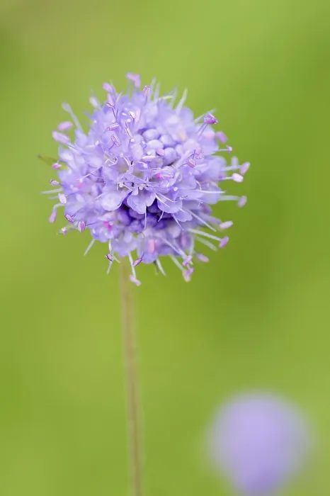 Framed Print : Common Devil's-Bit Scabious Print, Bavaria, Germany Framed Print : Common Devil's-Bit Scabious Print, Bavaria, Germany