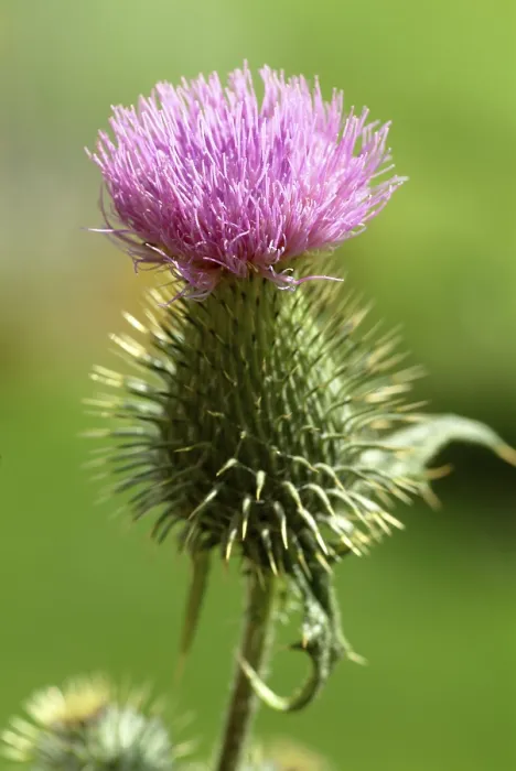 Framed Print : Onopordum acanthium Print - Common Donkey Thistle Framed Print : Onopordum acanthium Print - Common Donkey Thistle