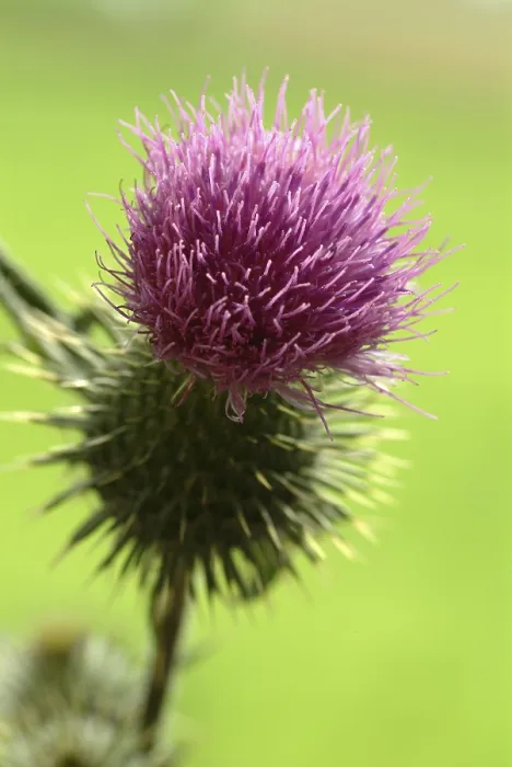 Framed Print : Common Donkey Thistle Print (Onopordum acanthium) Framed Print : Common Donkey Thistle Print (Onopordum acanthium)