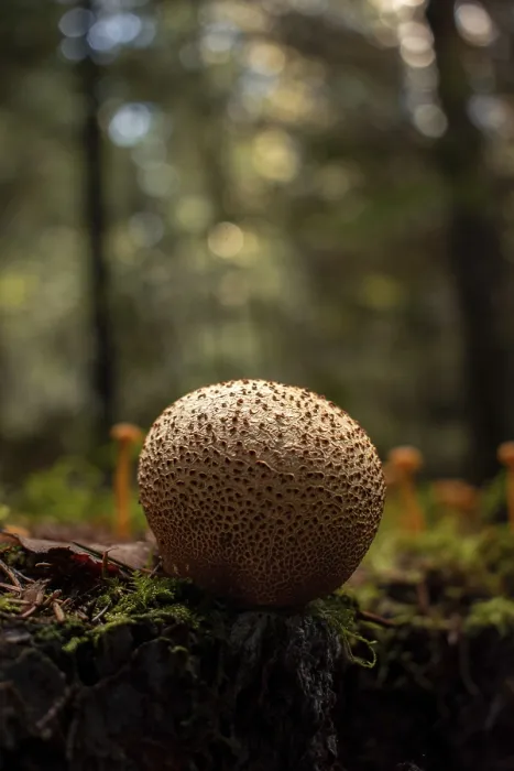Framed Print : Common Earthball Print, Nicklheim, Germany Framed Print : Common Earthball Print, Nicklheim, Germany