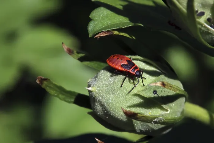 Framed Print : Common Fire Bug Print, Pyrrhocoris apterus Framed Print : Common Fire Bug Print, Pyrrhocoris apterus