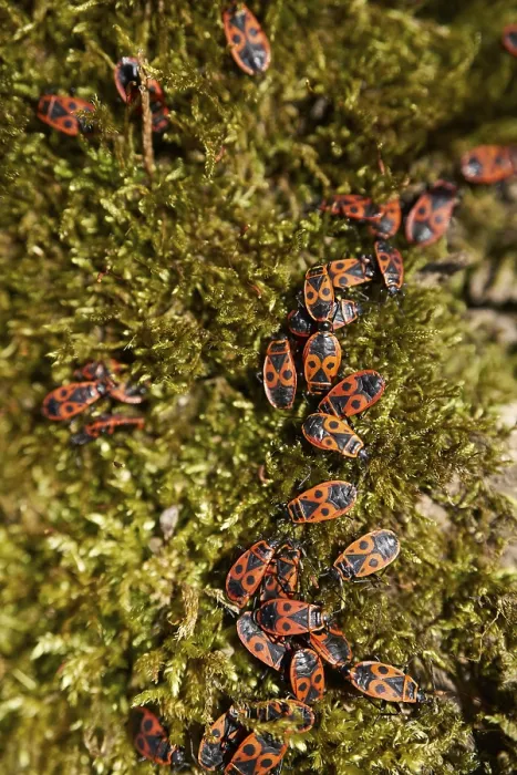 Framed Print : Common Fire Bug Print (Pyrrhocoris apterus) Framed Print : Common Fire Bug Print (Pyrrhocoris apterus)