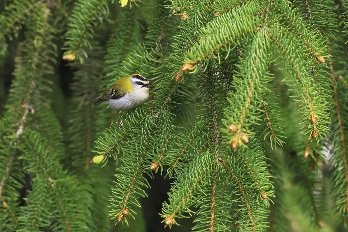 Framed Print : Common Firecrest Print - Regulus ignicapilla in Spruce Tree Framed Print : Common Firecrest Print - Regulus ignicapilla in Spruce Tree