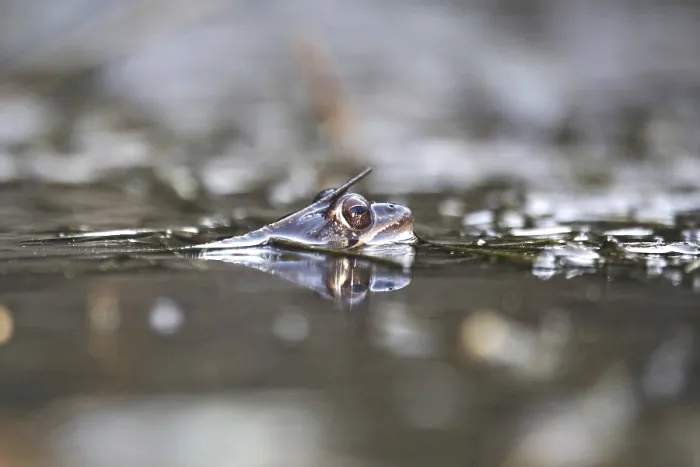 Framed Print : Common Frog in a Pond Print, Germany Framed Print : Common Frog in a Pond Print, Germany