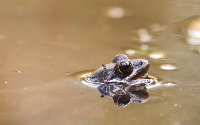 Framed Print : Common Frog in a Pond, Spring Germany Print Framed Print : Common Frog in a Pond, Spring Germany Print