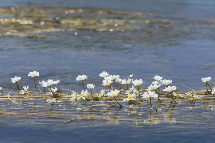 Framed Print : Common Frogbit Print in Water Framed Print : Common Frogbit Print in Water