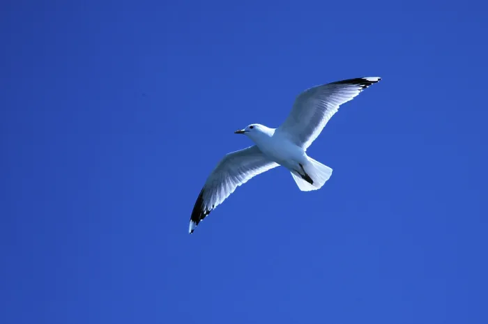 Framed Print : Common Gull (Larus canus) Print Framed Print : Common Gull (Larus canus) Print
