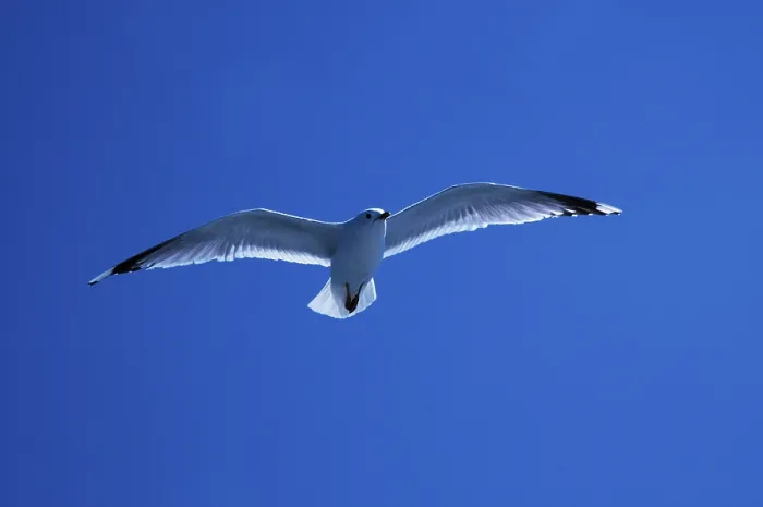 Framed Print : Common Gull Print (Larus canus) Framed Print : Common Gull Print (Larus canus)