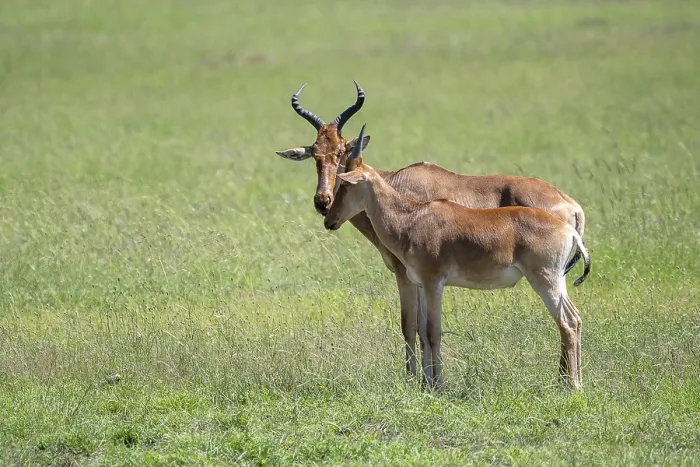 Framed Print : Common Hartebeest Print, Serengeti National Park, Tanzania Framed Print : Common Hartebeest Print, Serengeti National Park, Tanzania