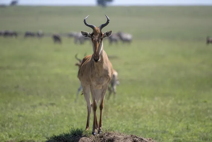 Framed Print : Common Hartebeest Print, Serengeti National Park, Tanzania Framed Print : Common Hartebeest Print, Serengeti National Park, Tanzania