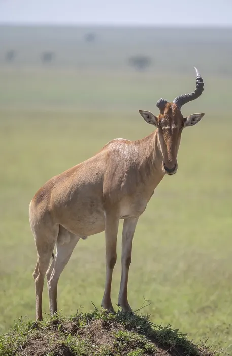 Framed Print : Common Hartebeest Print, Serengeti National Park, Tanzania Framed Print : Common Hartebeest Print, Serengeti National Park, Tanzania