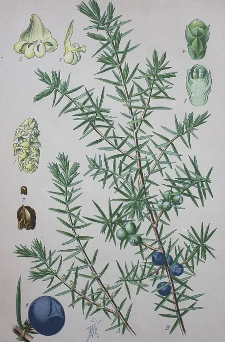 Framed Print : Common juniper Print, 1885 watercolor illustration Framed Print : Common juniper Print, 1885 watercolor illustration