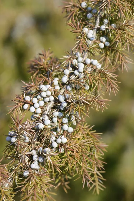 Framed Print : Common Juniper Print, Emsland Germany Framed Print : Common Juniper Print, Emsland Germany