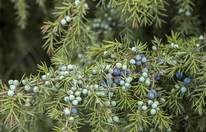 Framed Print : Common juniper (Juniperus communis) Print, Netherlands Framed Print : Common juniper (Juniperus communis) Print, Netherlands