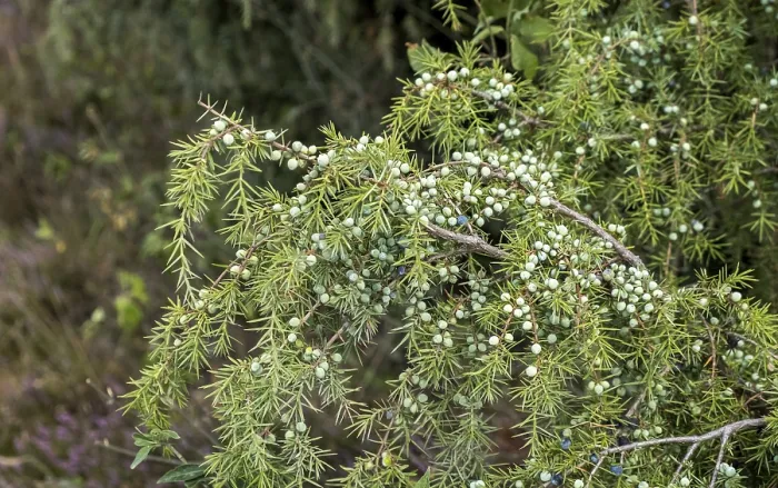 Framed Print : Common juniper Print, Ripe and Unripe Berries Framed Print : Common juniper Print, Ripe and Unripe Berries