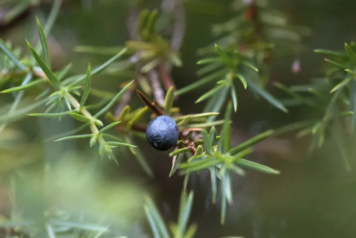 Framed Print : Common juniper Print, ripe berry on branch in Germany Framed Print : Common juniper Print, ripe berry on branch in Germany