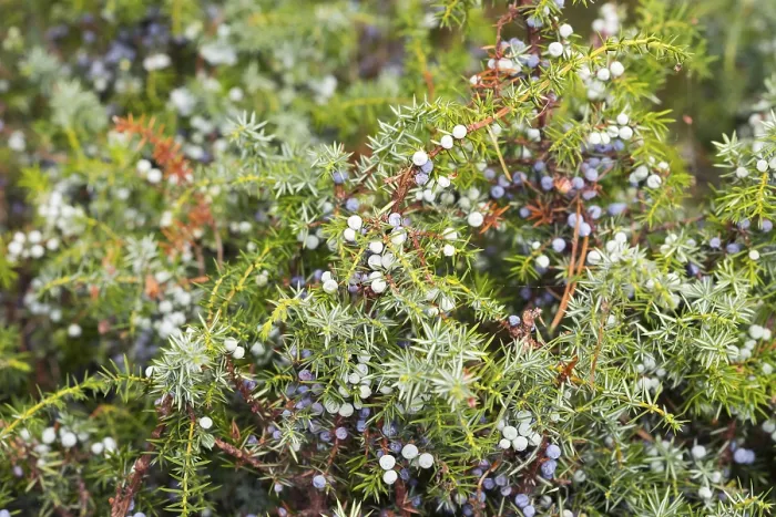 Framed Print : Common Juniper Berries Print, Germany Framed Print : Common Juniper Berries Print, Germany