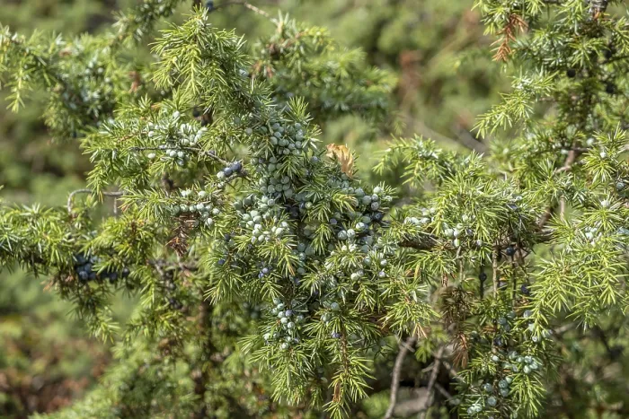 Framed Print : Common Juniper Print, Netherlands Framed Print : Common Juniper Print, Netherlands
