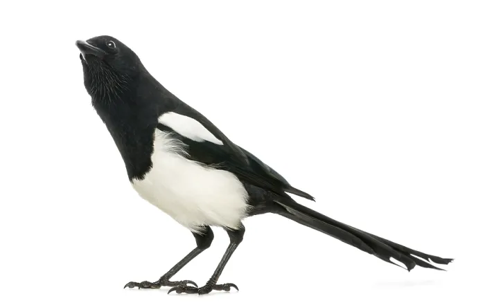 Framed Print : Common Magpie Print - Pica pica Looking Up Framed Print : Common Magpie Print - Pica pica Looking Up