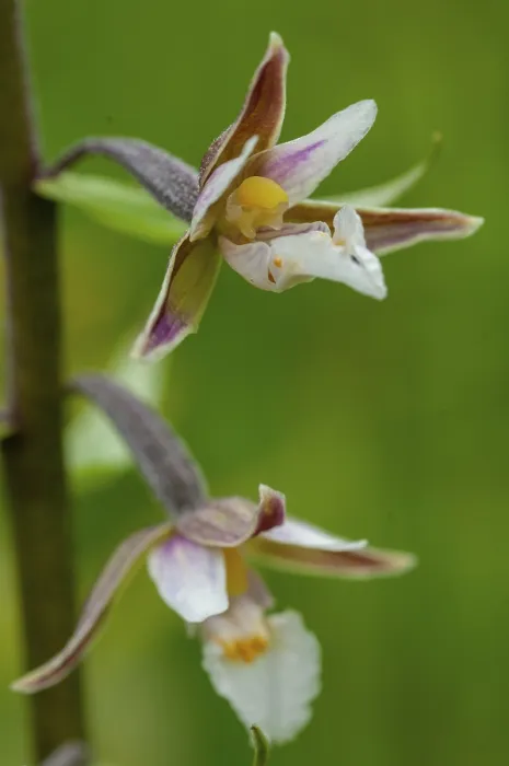 Framed Print : Epipactis Palustris Print - Common Marsh Root Orchid Framed Print : Epipactis Palustris Print - Common Marsh Root Orchid