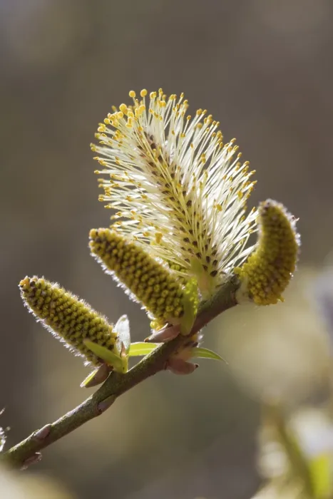 Framed Print : Common Osier Willow Print - Flowering Catkins Framed Print : Common Osier Willow Print - Flowering Catkins