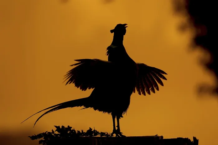 Framed Print : Common Pheasant Print - Suffolk Sunrise Framed Print : Common Pheasant Print - Suffolk Sunrise