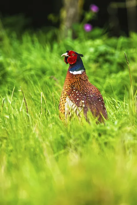 Framed Print : Common Pheasant Print, Bempton Cliffs, Yorkshire Framed Print : Common Pheasant Print, Bempton Cliffs, Yorkshire