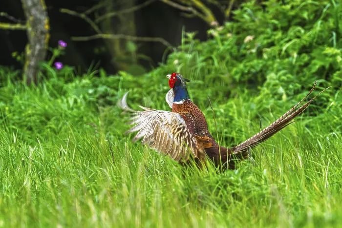 Framed Print : Common Pheasant Print, Bempton Cliffs, Yorkshire Framed Print : Common Pheasant Print, Bempton Cliffs, Yorkshire