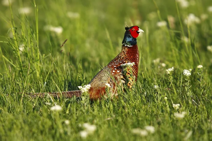 Framed Print : Common Pheasant Print - Phasianus colchicus Framed Print : Common Pheasant Print - Phasianus colchicus