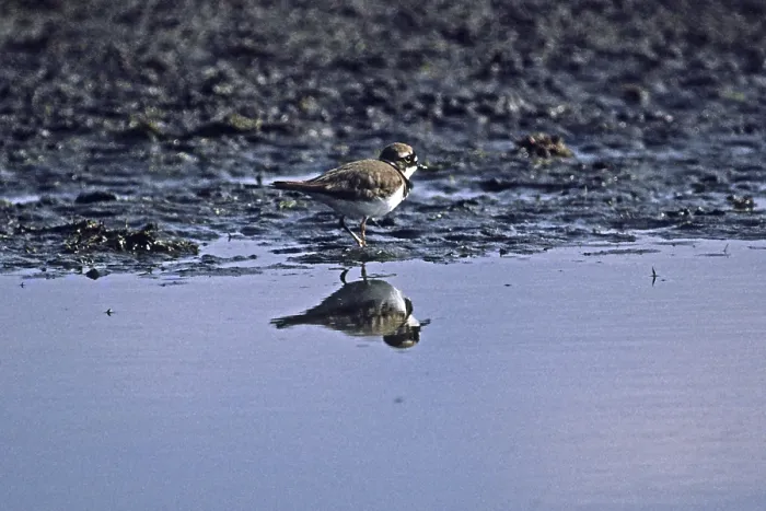 Framed Print : Common Plover Print - Charadrius dubius Framed Print : Common Plover Print - Charadrius dubius
