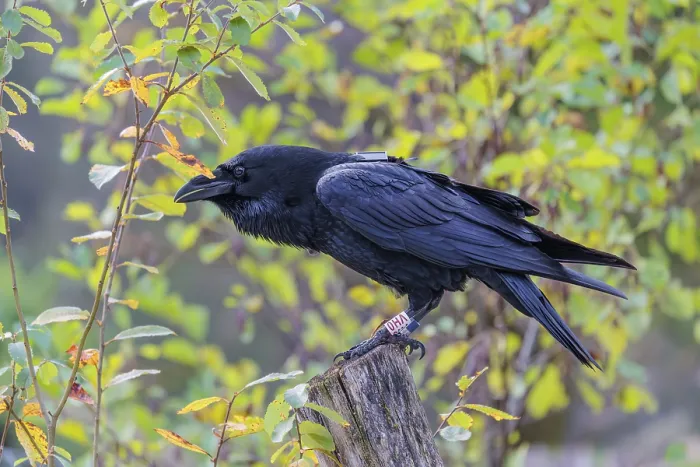 Framed Print : A Common Raven perched on a Fence Post Print, Austria Framed Print : A Common Raven perched on a Fence Post Print, Austria