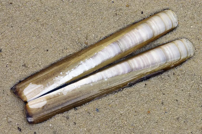 Framed Print : Texel Common Razor Clam Shells Print (Ensis directus) Framed Print : Texel Common Razor Clam Shells Print (Ensis directus)