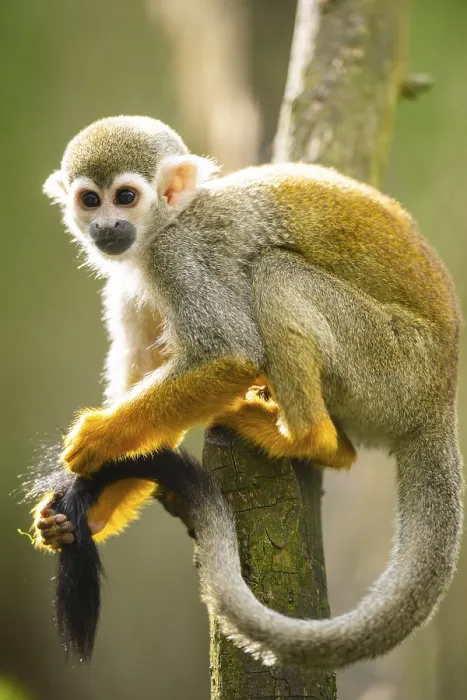 Framed Print : Common Squirrel Monkey Print, Captive South America Framed Print : Common Squirrel Monkey Print, Captive South America