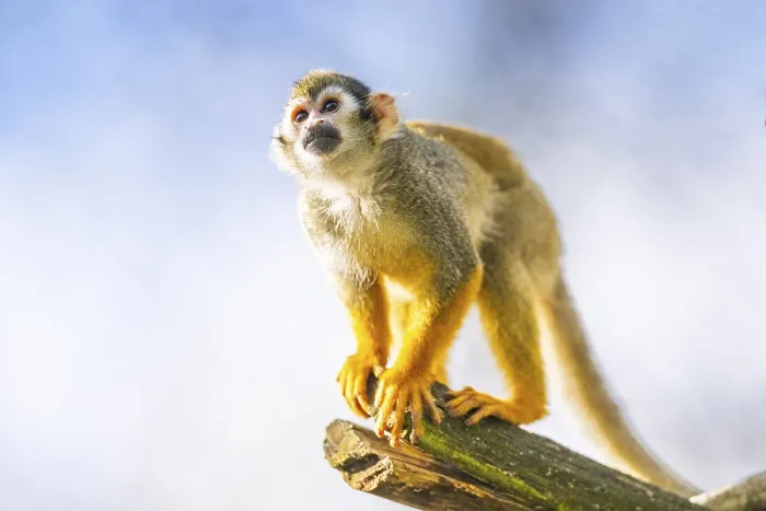 Framed Print : Common Squirrel Monkey Print - South America Framed Print : Common Squirrel Monkey Print - South America