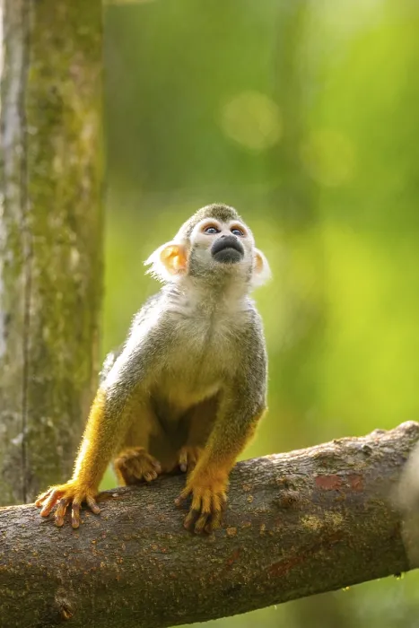 Framed Print : Common Squirrel Monkey Print: Captive South America Framed Print : Common Squirrel Monkey Print: Captive South America