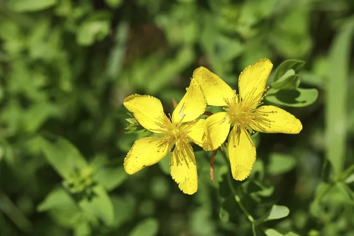 Framed Print : Common St John's Wort (Hypericum perforatum) Print, Germany Framed Print : Common St John's Wort (Hypericum perforatum) Print, Germany