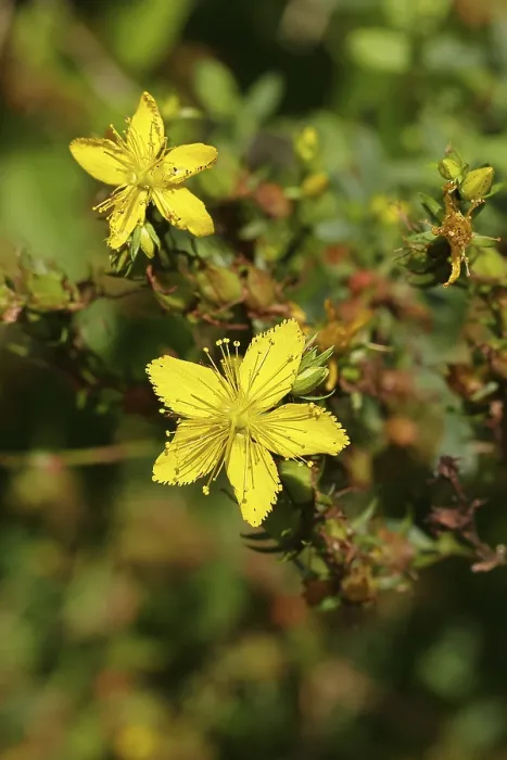 Framed Print : Common St John's Wort Print (Hypericum perforatum) Framed Print : Common St John's Wort Print (Hypericum perforatum)