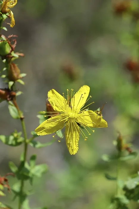 Framed Print : Common St John's Wort (Hypericum perforatum) Print Framed Print : Common St John's Wort (Hypericum perforatum) Print