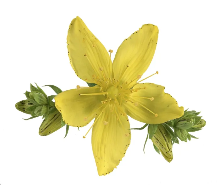 Framed Print : Common St John's Wort Print, Flower of Hypericum perforatum Framed Print : Common St John's Wort Print, Flower of Hypericum perforatum