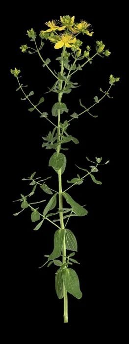 Framed Print : Common St John's Wort Print, Germany Framed Print : Common St John's Wort Print, Germany