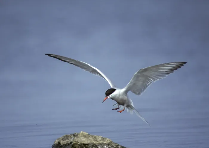 Framed Print : Common Tern Print, Breeding Plumage Framed Print : Common Tern Print, Breeding Plumage