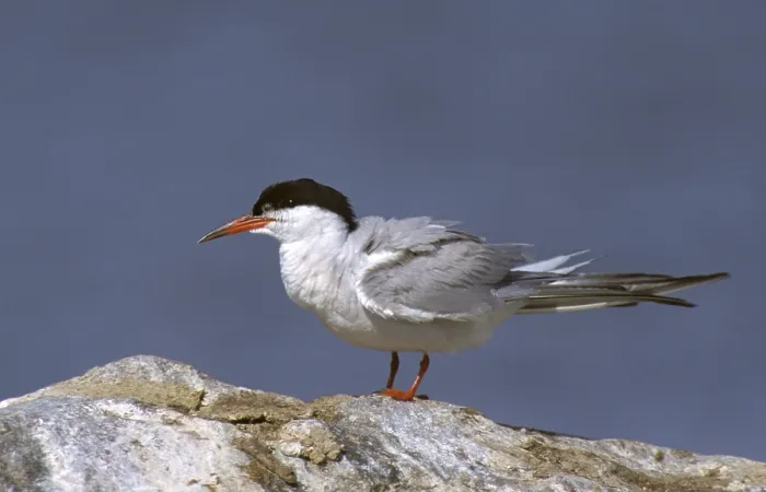 Framed Print : Common Tern Print, Breeding Plumage Framed Print : Common Tern Print, Breeding Plumage