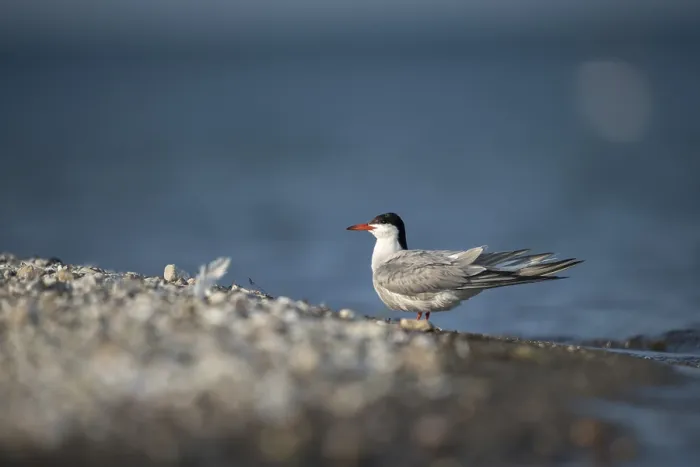 Framed Print : Common Tern Print, Sterna hirundo Framed Print : Common Tern Print, Sterna hirundo