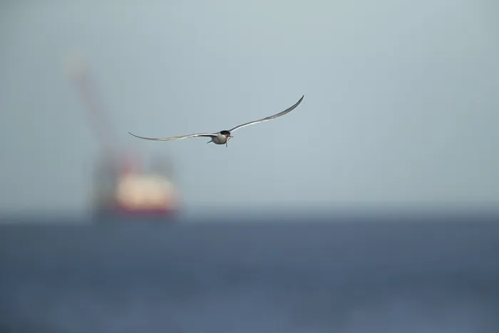 Framed Print : Common Tern in Flight with Fish, Suffolk Print Framed Print : Common Tern in Flight with Fish, Suffolk Print