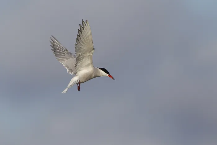 Framed Print : Common Tern in Flight Print - Texel, The Netherlands Framed Print : Common Tern in Flight Print - Texel, The Netherlands