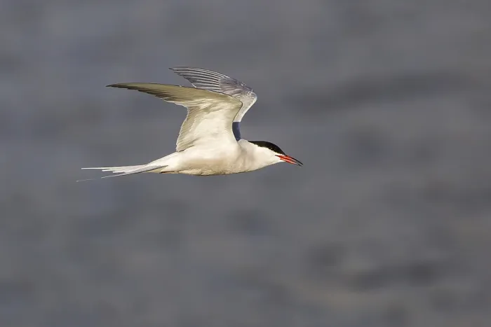 Framed Print : Common Tern in Flight Print, Texel, The Netherlands
