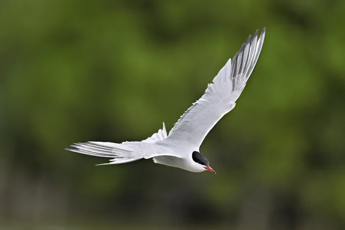 Framed Print : Common tern in flight Print